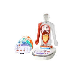 Canal Science Mi Cuerpo Voz Pedia 3D