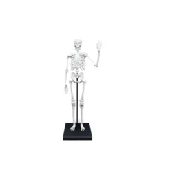 Esqueleto 85 cm