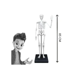 Esqueleto 85 cm