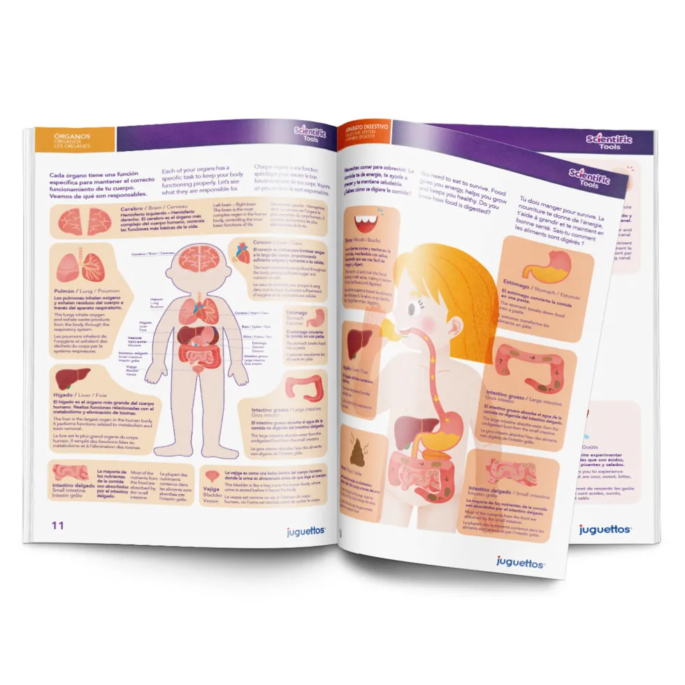 Scientific Tools Aprendo el Cuerpo Humano Magnético