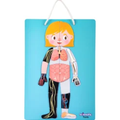 Scientific Tools Aprendo el Cuerpo Humano Magnético